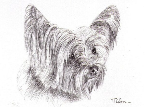 dog-portrait-drawing-pen-thomas-clausen