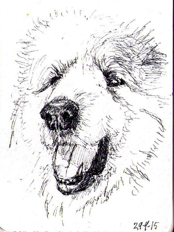 dog-portrait-sketch-pen-thomas-clausen-2