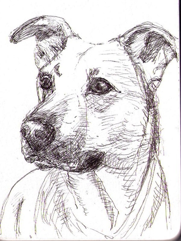 dog-portrait-sketch-pen-thomas-clausen