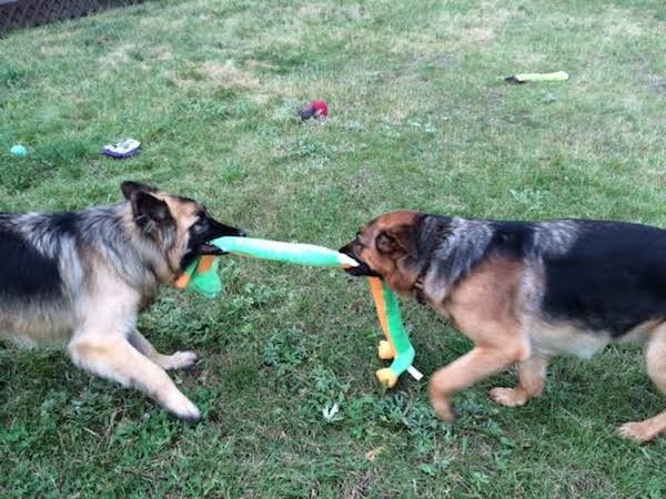 Be sure to plan fun activities for your dog! (Photo courtesy Annie Phenix)