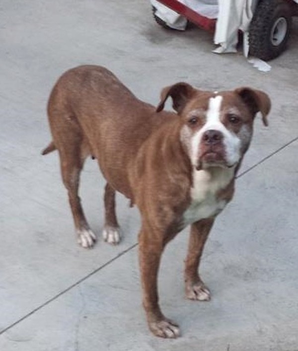 Queen Hannah. (Photo courtesy Old Friends Senior Dog Sanctuary)