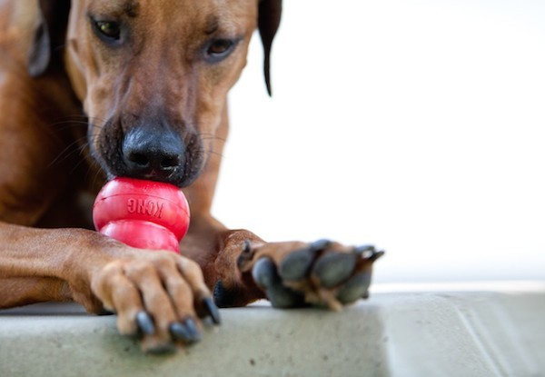 Dog licking Kong by Kong.