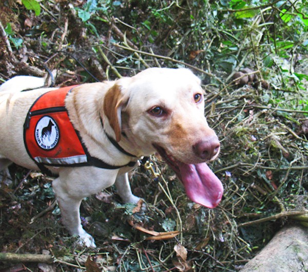 (Photo courtesy Working Dogs 4 Conservation Facebook page)