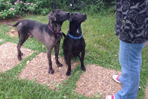 Just 22 days after his rescue, Mango was learning how to sit, with help from a new Lab friend. (Photo courtesy Mango's Facebook page)