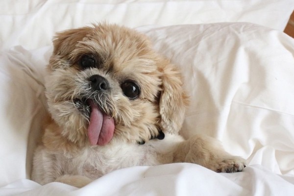 Marnie's head-tilt is nothing to worry about. (Image courtesy @marniethedog on Instagram)