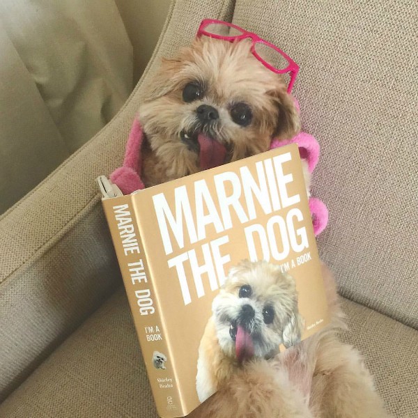 The Instagram-famous pooch is taking on the publishing world. (Image courtesy @marniethedog on Instagram)
