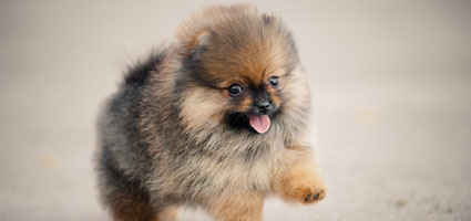 The Most Popular Miniature Dog Breeds