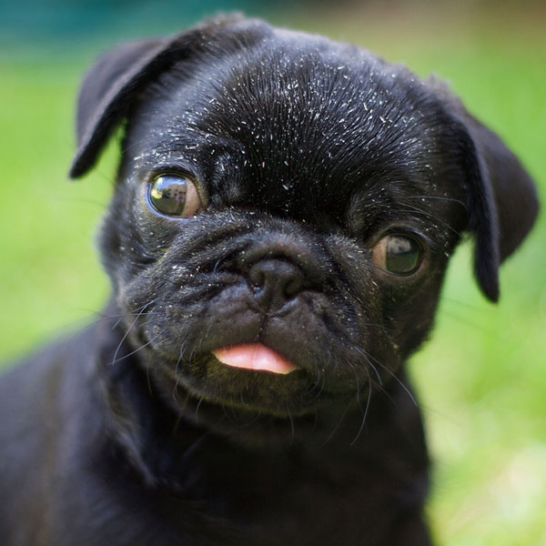 The 14 Most Popular Miniature Dog Breeds Dogster