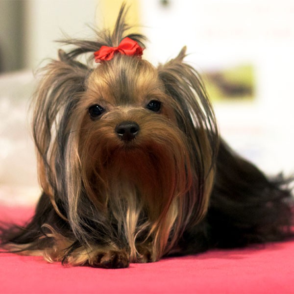 The 14 Most Popular Miniature Dog Breeds Dogster