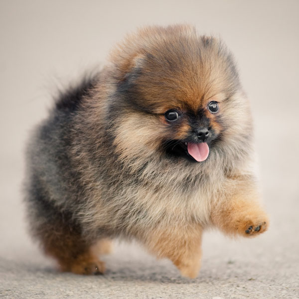 most popular miniature dog breeds