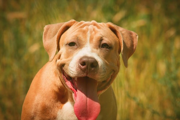 Pit Bull Puppy, 4 mos via Shutterstock