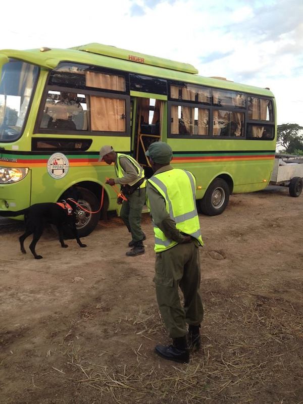 Ruger and his handler, Godfrey Mwanza, inspect a vehicle in Zambia. (Photo courtesy Working Dogs 4 Conservation Facebook page)