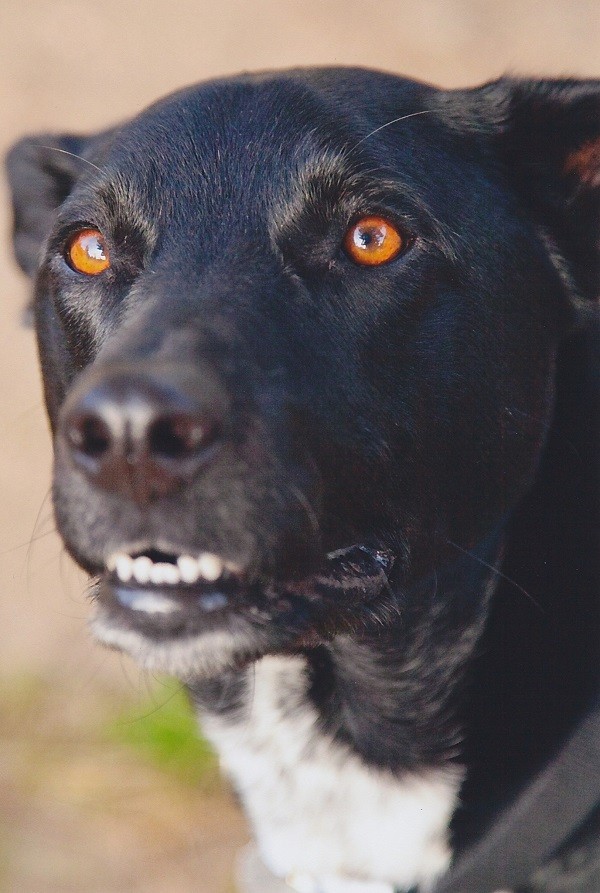 Looking out for his mom. Picture by Lori Fusaro.