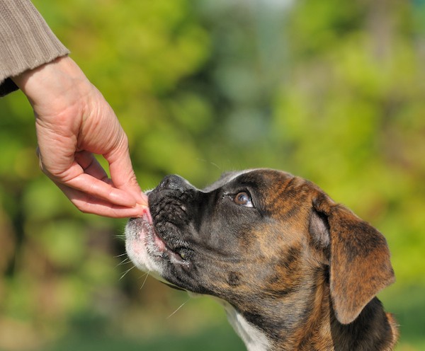 Boxer getting his reward during training by Shutterstock.