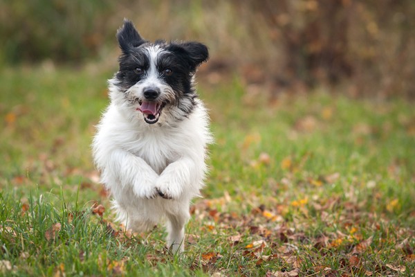 Dog running toward person by Shutterstock.
