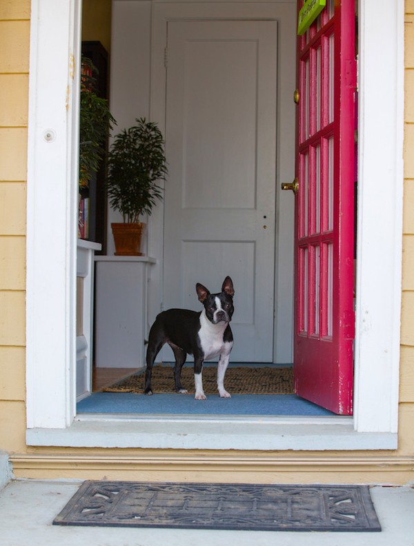 Boston Terrier standing in doorway by Shutterstock.