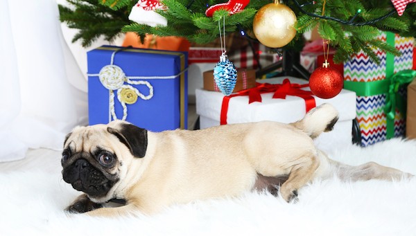 Pug in front of a Christmas tree by Shutterstock.