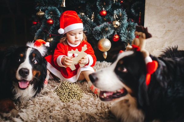 Child with dogs in front of Christmas tree.