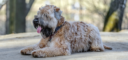 Get to Know the Soft Coated Wheaten Terrier: His Irish ...