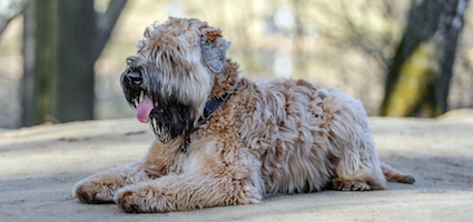 westminster dog show wheaten terrier