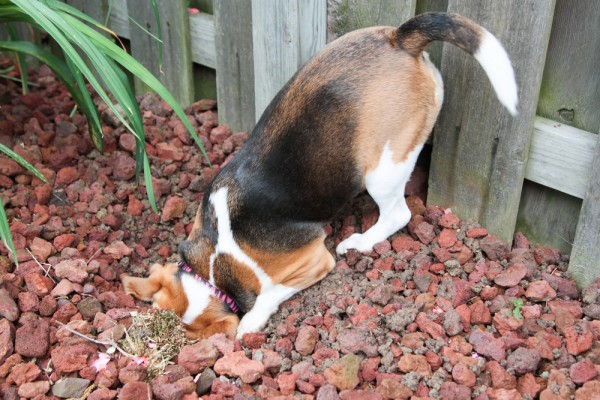 Dog digging by Shutterstock.