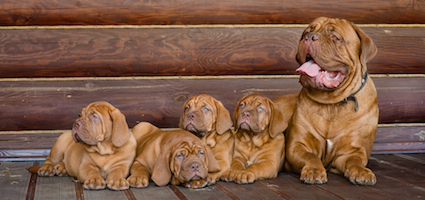 Get to Know the Dogue de Bordeaux: The National Guard Dog ...