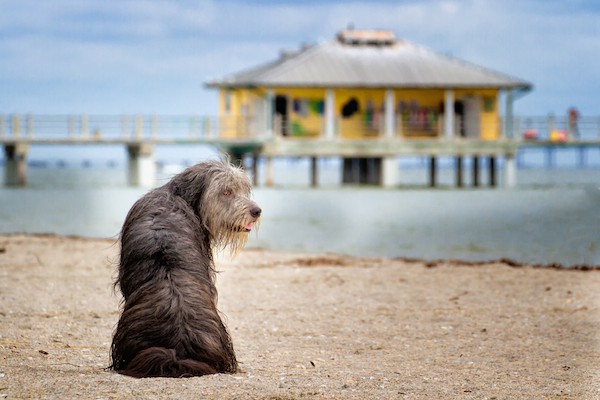 Dog at Fort De Soto Park by Shutterstock.