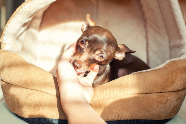 Dog licking hand by Shutterstock.