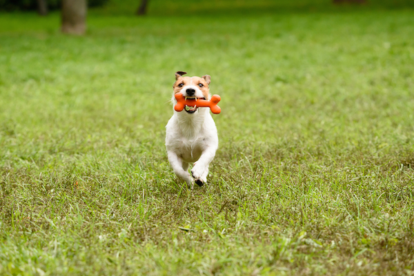 dogs and cooked chicken bones