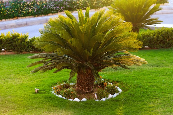 Sago palm by Shutterstock.