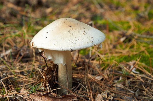 Death cap mushroom by Shutterstock.