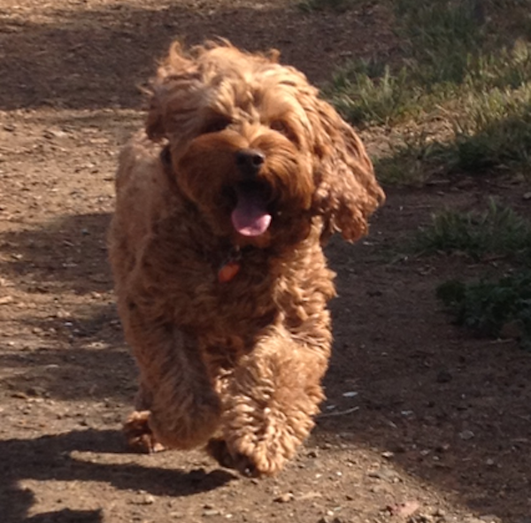 Charlie, the Joy Monster. (Photo courtesy Rachel Katz)