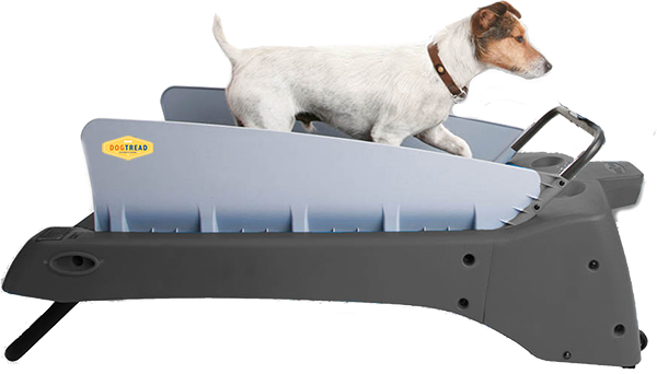 Dog-treadmill
