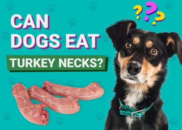 can you feed turkey necks to dogs