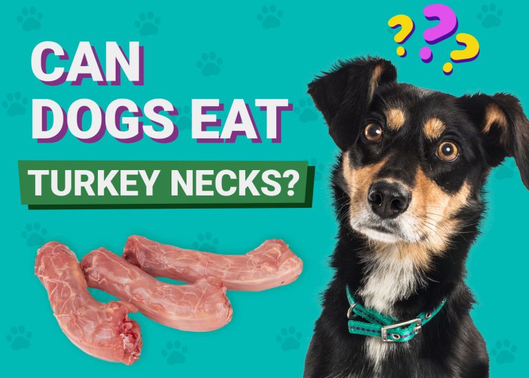can you feed turkey necks to dogs