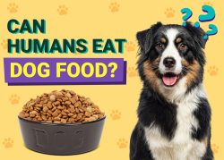 Can a Human Eat Dog Food? Vet-Approved Facts & FAQ – Dogster