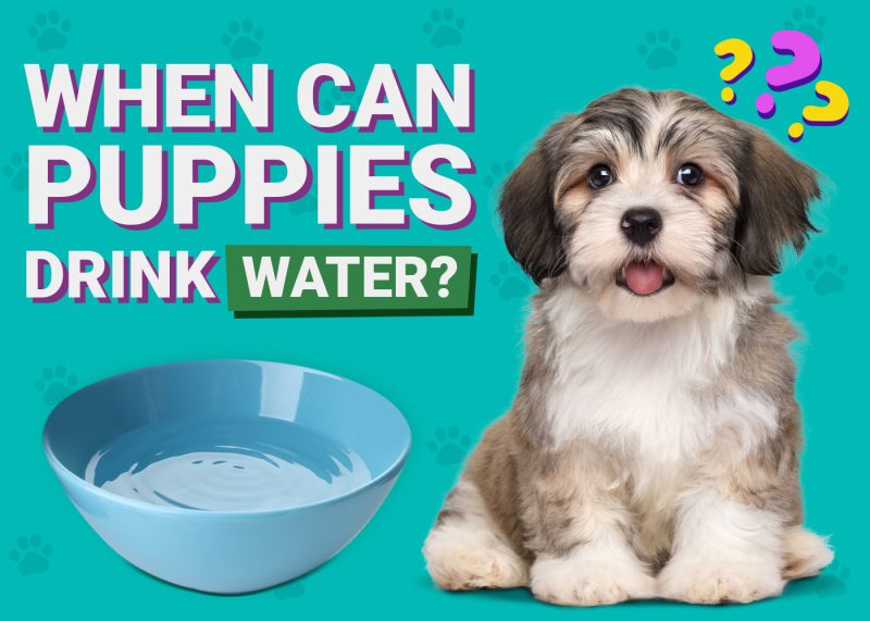 When Can Puppies Drink Water