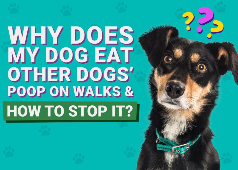 My Dog Eat Other Dogs' Poop on Walks