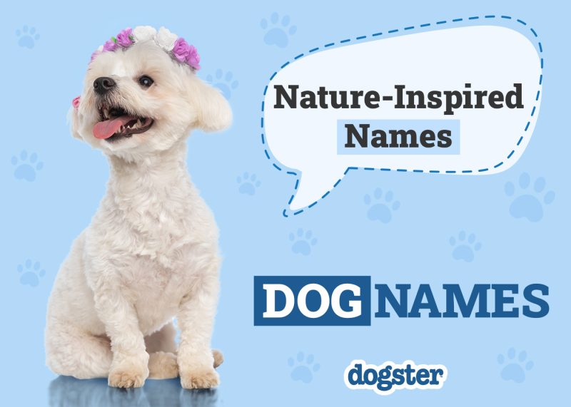 Dogster_Nature Inspired Names