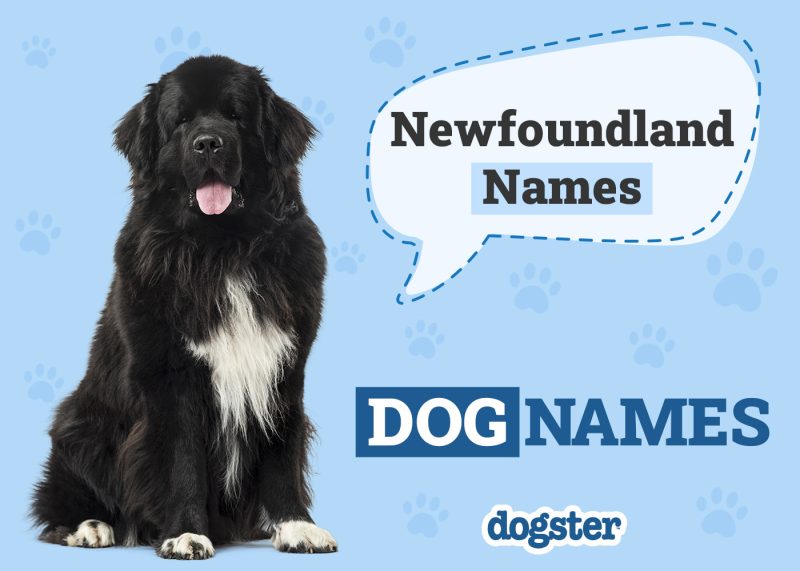Dogster_Newfoundland Names