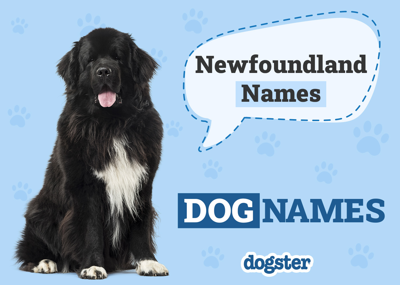 Dogster_Newfoundland Names