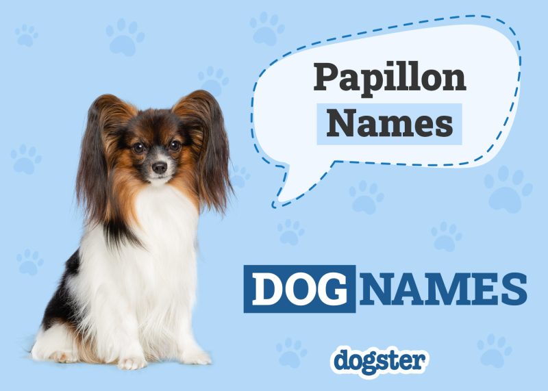 Dogster_Papillon Names