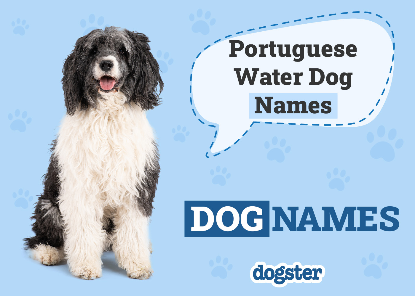 Dogster_Portuguese Water Dog Names