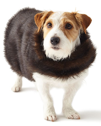 Faux-fur-dog-coat
