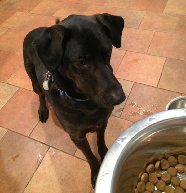 Harris is in the food zone. (Photo by Chris Corrigan Mendez)