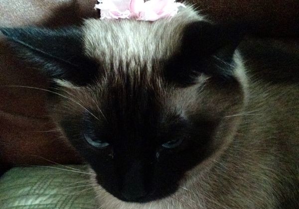 Our cat, Toby, showing us how he feels about the bow in his hair.