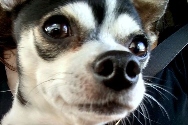 My Nana's Chi-mix, Little Man.