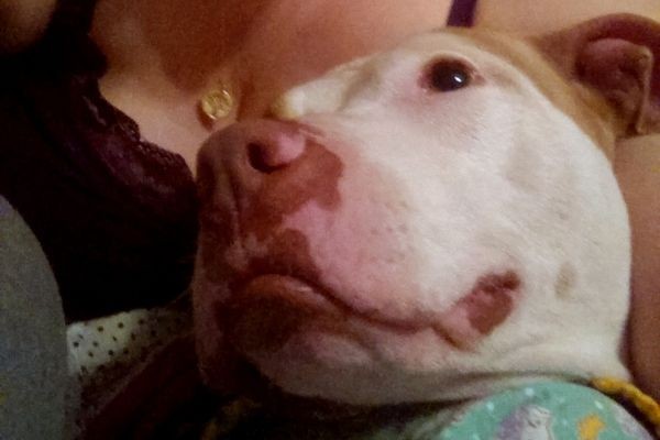 Axle wouldn't be too happy about sharing snuggle time.
