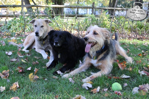 Jasper, Lilah and Tucker hang out while we test the Leeo Smart Alert.