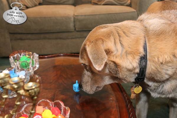 Jasper isn't sure why the dreidel is so interesting since it doesn't smell like food.